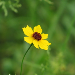 Coreopsis leavenworthii