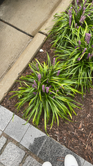 Liriope muscari