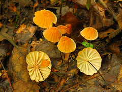 Marasmius fulvoferrugineus