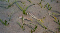 Mullus barbatus