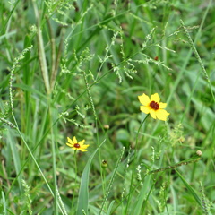 Coreopsis leavenworthii