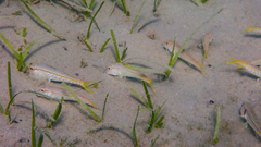 Mullus barbatus