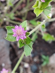 Gomphrena serrata