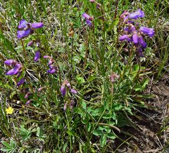 Penstemon hallii