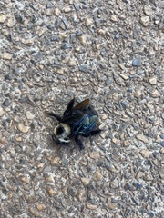 Xylocopa grisescens