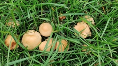 Marasmius oreades