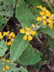 Gaudichaudia cynanchoides