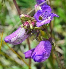 Penstemon hallii