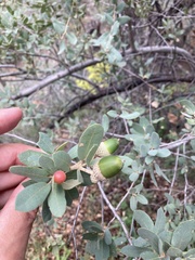 Quercus grisea