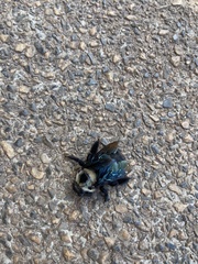 Xylocopa grisescens