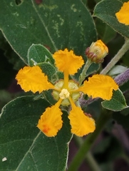 Gaudichaudia cynanchoides