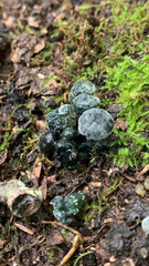 Leotia atrovirens