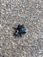 Xylocopa grisescens