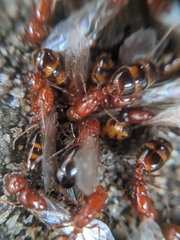 Solenopsis xyloni