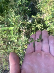 Cuphea carthagenensis