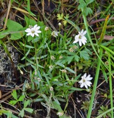 Stellaria longipes
