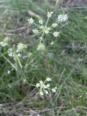 Ammi majus