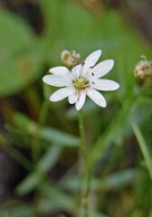 Stellaria longipes