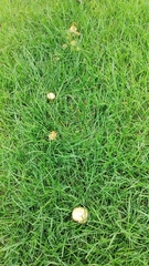 Marasmius oreades