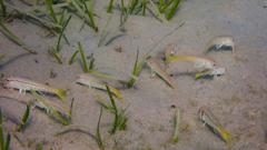 Mullus barbatus