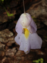 Utricularia endresii