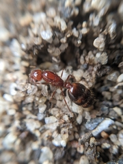 Solenopsis xyloni