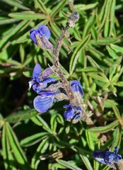 Lupinus sericeus