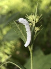 Tenthredo rubricoxis