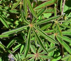 Lupinus sericeus