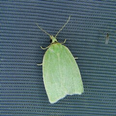 Tortrix viridana
