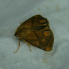 Apoda limacodes