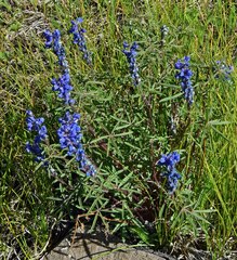 Lupinus sericeus