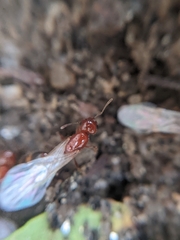 Solenopsis xyloni