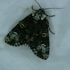 Craniophora ligustri