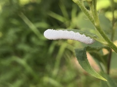 Tenthredo rubricoxis
