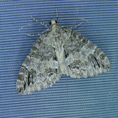 Hydriomena impluviata