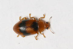 Coccidula scutellata