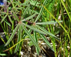Lupinus sericeus