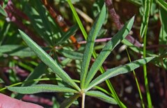 Lupinus sericeus
