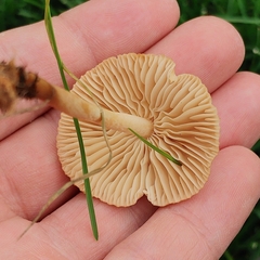 Marasmius oreades