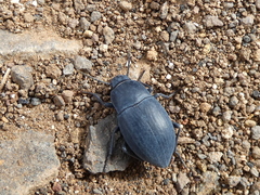 Hegeter amaroides