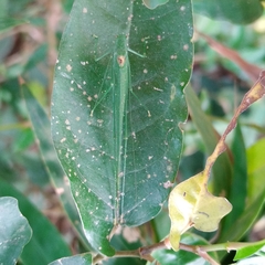 Anaulacomerina
