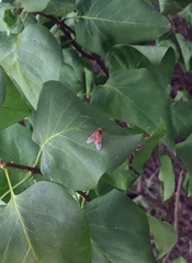 Chrysopilus quadratus