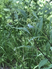 Tenthredo rubricoxis