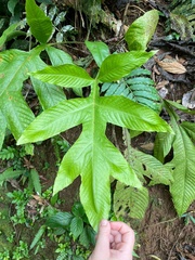 Draconopteris draconoptera