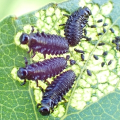 Plagiodera versicolora