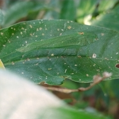 Anaulacomerina