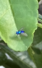Condylostylus mundus