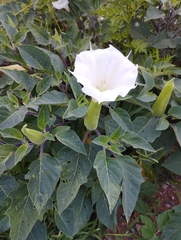 Datura innoxia