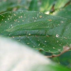 Anaulacomerina